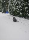 gatto delle nevi vezzano